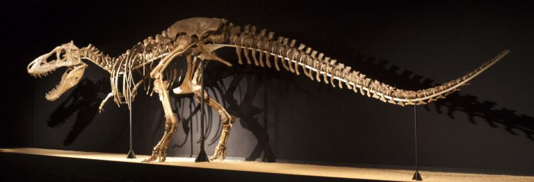 Tarbosaurus Paleontology World tarbosaurus-paleontology-world